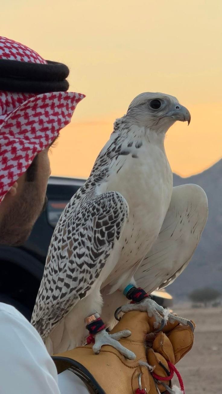 Falcon photo session at the camp